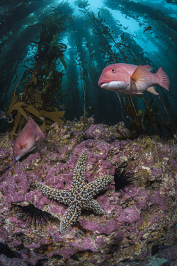 一對美麗突額隆頭魚和一隻巨海星在加利福尼亞海峽群島的海藻林中。（相片來源: Hannes Klostermann (2020世界海洋日攝影比賽水底攝影組別得獎者)）
